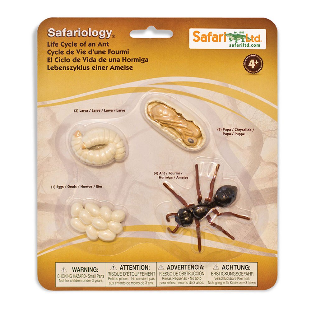 Safari Ltd Life Cycle Of An Ant From 3 Years Multicolor