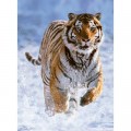 Ravensburger Tiger im Schnee
