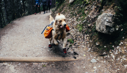 Dog Trekking in Martell